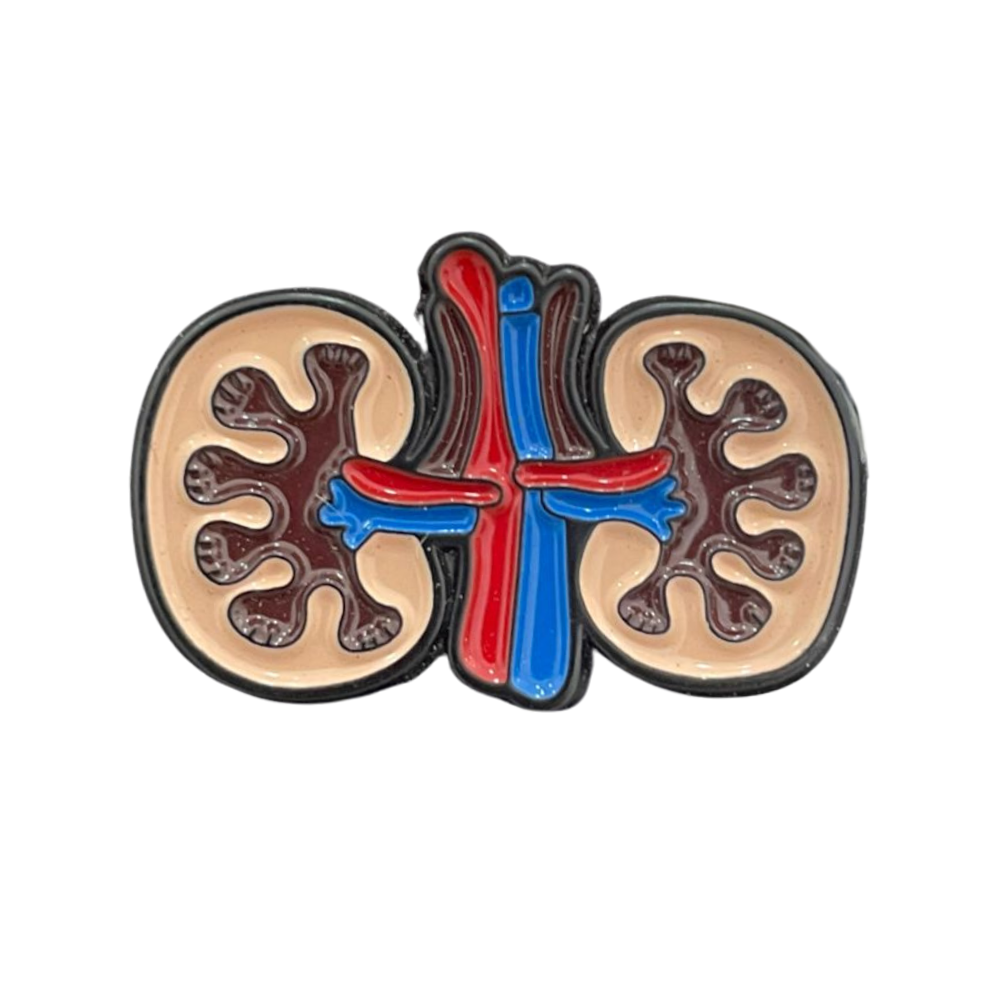 Pin Riñones Anatómicos